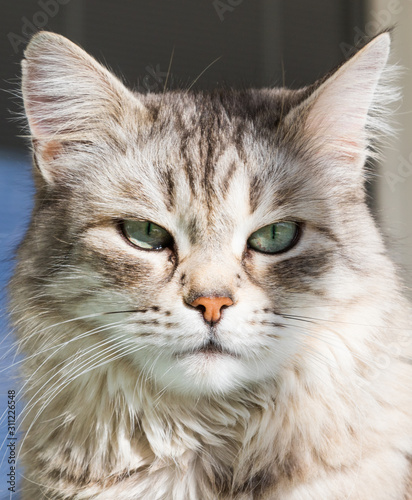Adorable long haired cat of siberian breed in relax outdoor, purebred hypoallergenic animal