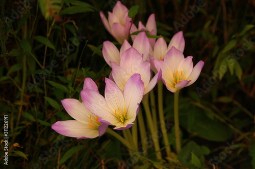 naturel flower