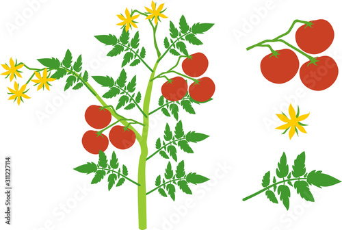 Parts of plant. Morphology of tomato plant with green leaves, red fruits and yellow flowers isolated on white background