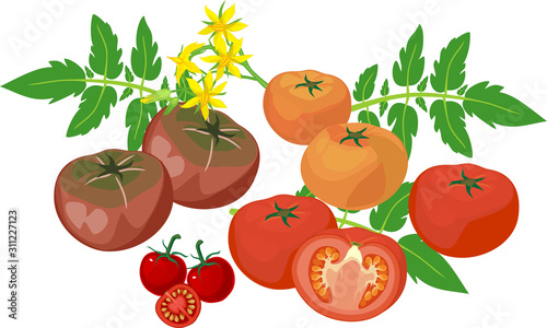 Group of fresh tomatoes of different colors with green leaves and yellow flowers isolated on white background