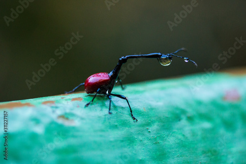 giraffe weevil (Trachelophorus giraffa) with waterdrop Ranomafana National Park Madagascar photo