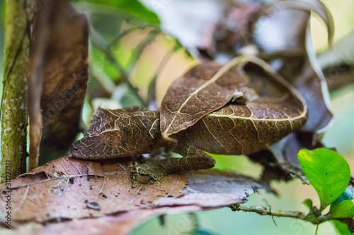 satanic leaf-tailed gecko (Uroplatus phantasticus) of Madagascar in Ranomafana National Park