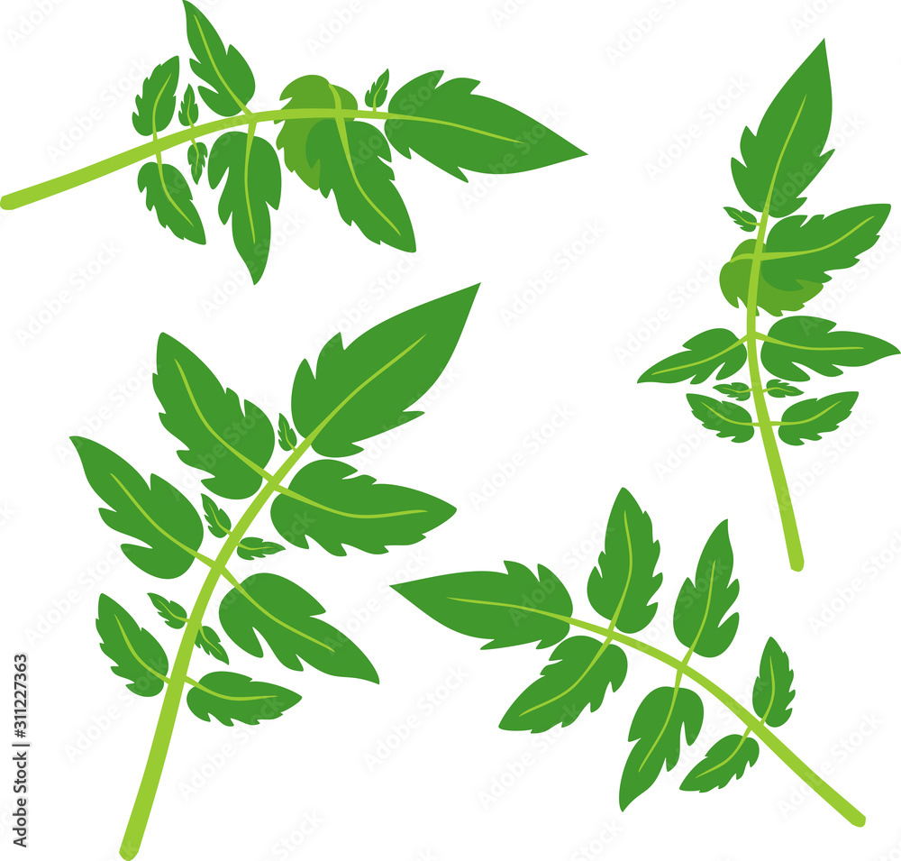 Set of green tomato leaves isolated on white background