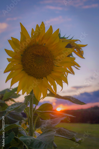 sunflower at sunset
