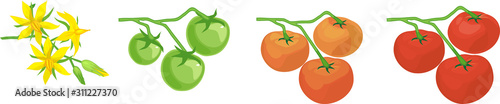 Ripening stages of tomato: from flower to ripe red fruit