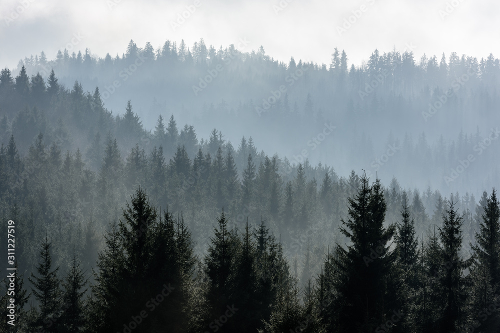 Dark Spruce Wood Silhouette Surrounded by Fog. 