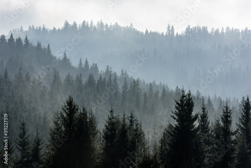 Dark Spruce Wood Silhouette Surrounded by Fog.  © krstrbrt
