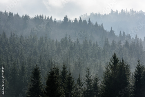 Dark Spruce Wood Silhouette Surrounded by Fog. © krstrbrt