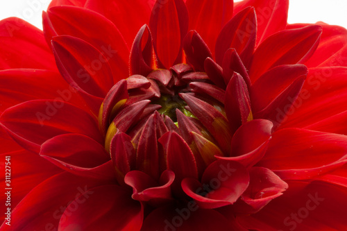 Red pompom dahlia 