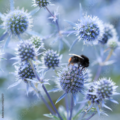 funny bumblebee collects pollen from a eryngium on a meadow