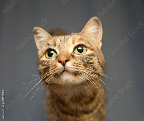 Bild auf Leinwand Portrait of a brooding striped cat with long mustache on a gray background