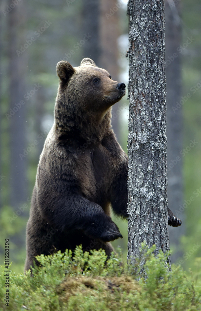 Brown bear stands on its hind legs by a tree in a pine forest. Adult of Brown bear. Scientific name: Ursus arctos. Natural habitat. Autumn season Brown bear stands on its hind legs by a tree in a pine forest. Adult of Brown bear. Scientific name: Ursus arctos. Natural habitat. Autumn season
