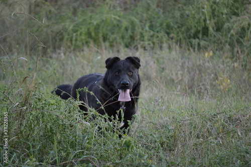 black dog in the field