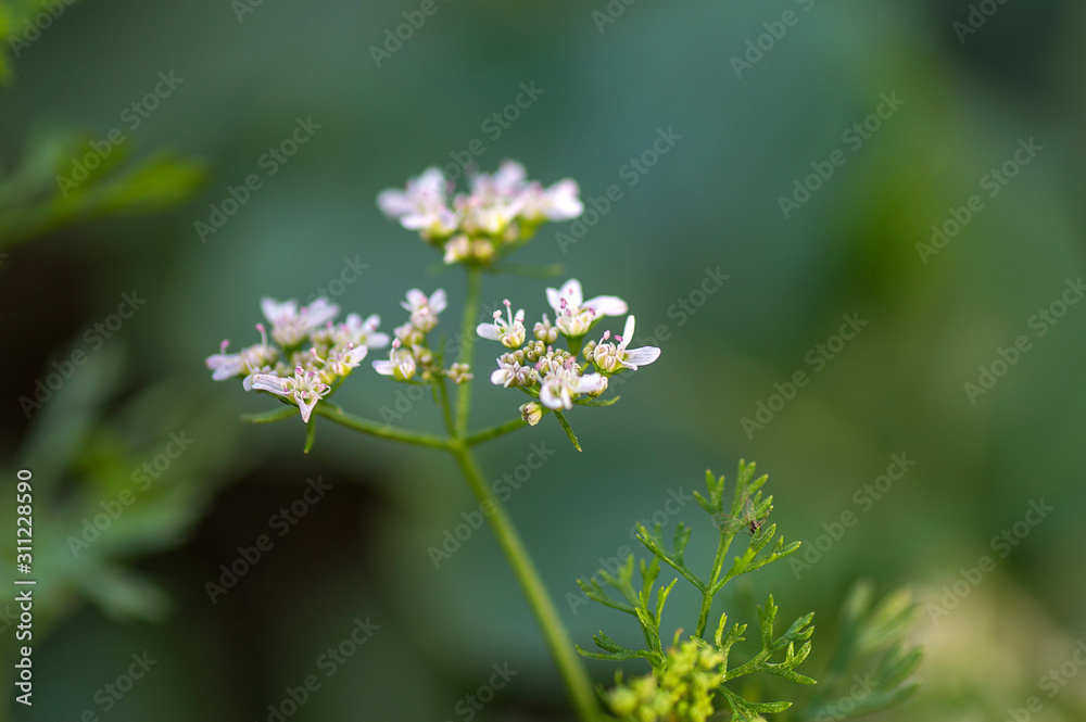 Closeup of Coriander flowers on the plant in a farm field Closeup of Coriander flowers on the plant in a farm field