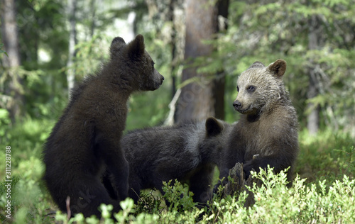 Bear cubs in summer forest. Cubs of Brown Bear. Natural habitat. Scientific name: Ursus arctos. © Uryadnikov Sergey