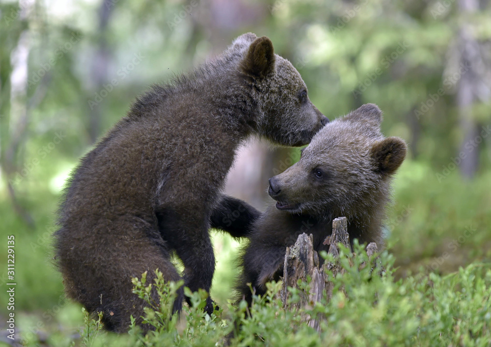 Fototapeta premium Brown Bear Cubs playfully fighting in the summer forest. Scientific name: Ursus Arctos Arctos. Natural habitat.