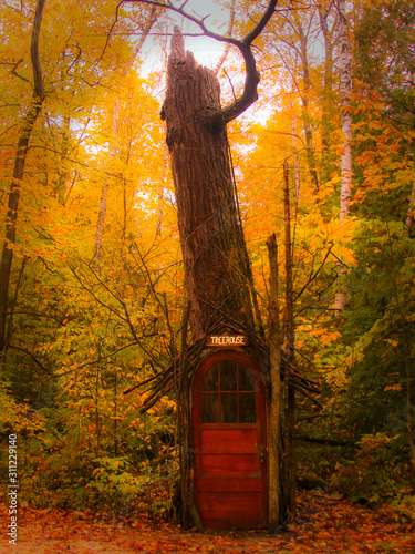 autumn in the forest