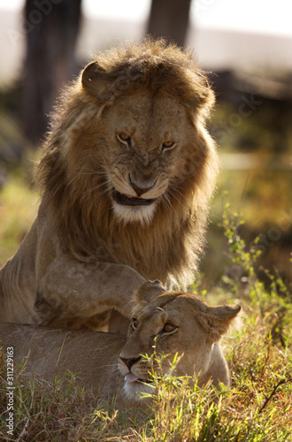 Fototapeta Naklejka Na Ścianę i Meble -  Lion and Lioness during mating, Masai Mara, Kenya