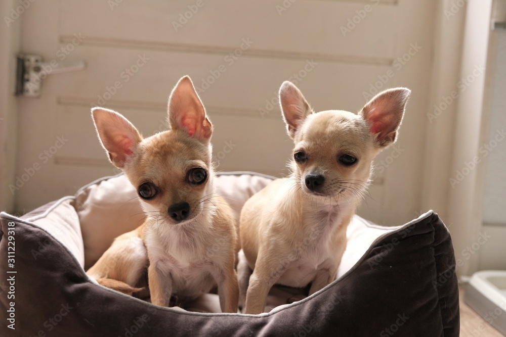 Two cute mini chihuahua dogs in bed