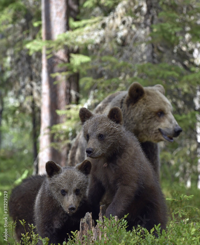 She-bear and Cubs in the summer forest. Brown bear, Scientific name: Ursus Arctos Arctos. Natural habitat. © Uryadnikov Sergey