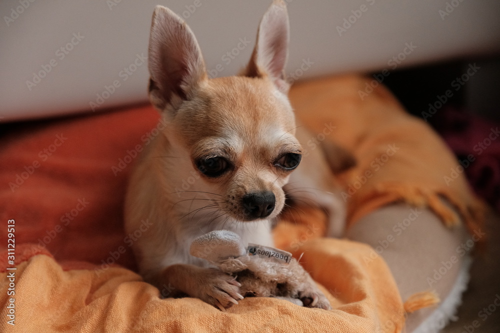 Closeup portrait of small funny beige mini chihuahua dog, puppy Closeup portrait of small funny beige mini chihuahua dog, puppy