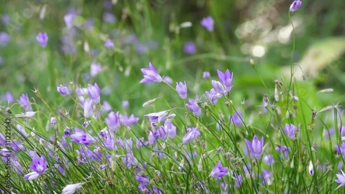 Beautiful wild purple flowers in the breeze in slow motion. The spring has come and new day begins.