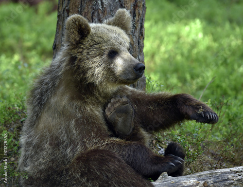 Little bear sits under a pine tree. Cub of Brown Bear in the summer forest. Natural habitat. Scientific name: Ursus arctos.
