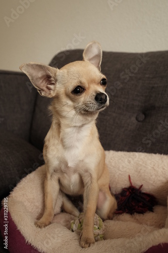 Closeup portrait of small funny beige mini chihuahua dog  puppy
