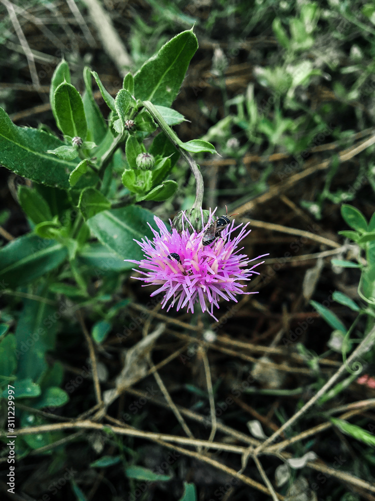 a small Purple fluffy flower on a background of green grass and on it sits a wasp a small Purple fluffy flower on a background of green grass and on it sits a wasp
