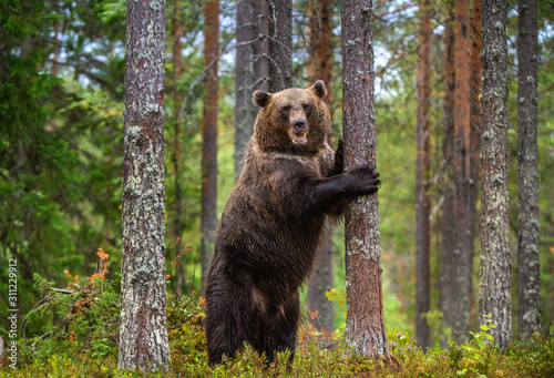 Brown bear stands on its hind legs by a tree in a pine forest. Adult of Brown bear. Scientific name: Ursus arctos. Natural habitat. Autumn season