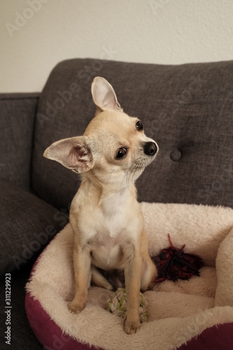 Closeup portrait of small funny beige mini chihuahua dog, puppy © tselykh