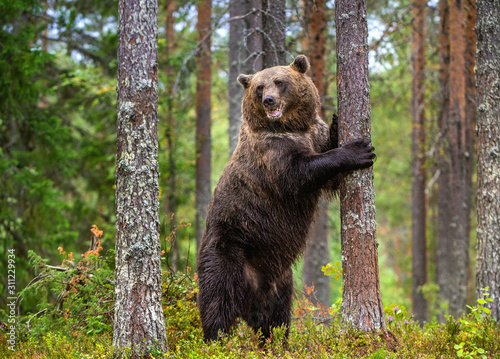 Brown bear stands on its hind legs by a tree in a pine forest. Adult  of Brown bear. Scientific name: Ursus arctos. Natural habitat. Autumn season © Uryadnikov Sergey