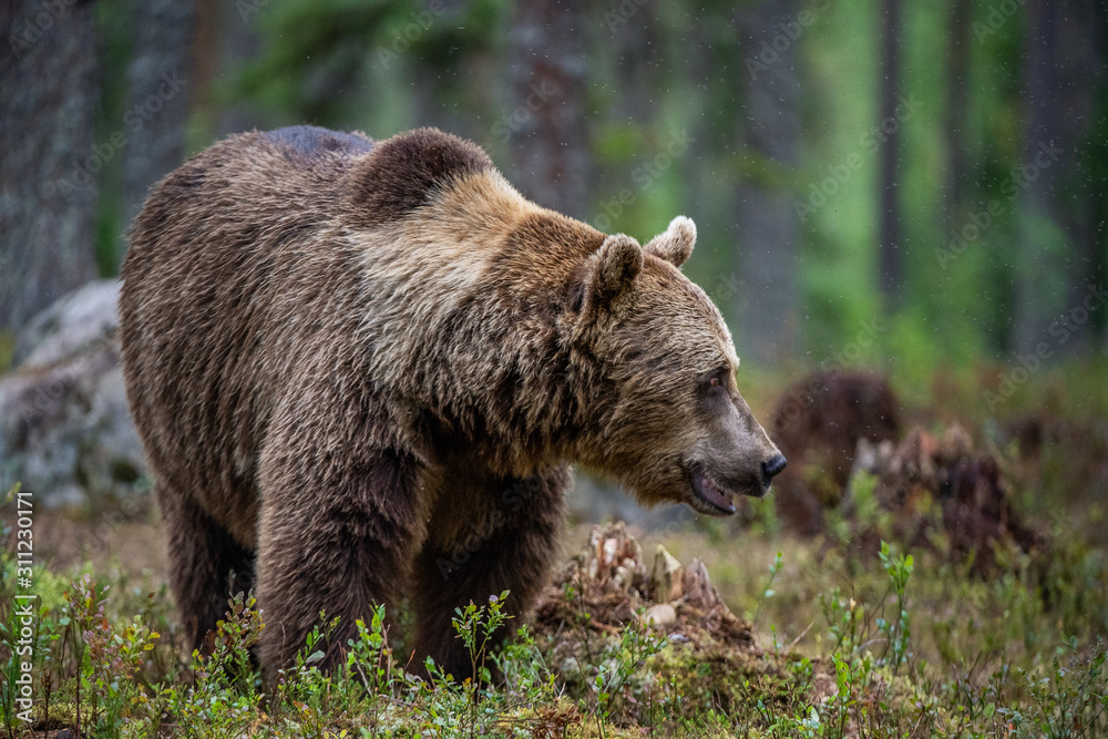 Big Adult Male of Brown bear in the summer forest. Scientific name: Ursus arctos. Natural habitat. Big Adult Male of Brown bear in the summer forest. Scientific name: Ursus arctos. Natural habitat.