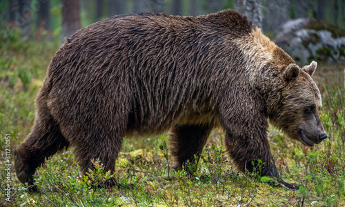 Wallpaper Mural Big Adult Male of Brown bear in the summer forest. Scientific name: Ursus arctos. Natural habitat. Torontodigital.ca