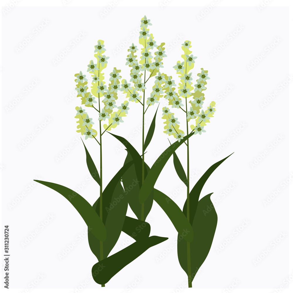Naklejka premium Vector stock illustration of spring field meadow yellow medicinal natural fresh yellow flowers on legs. Isolated on white background 