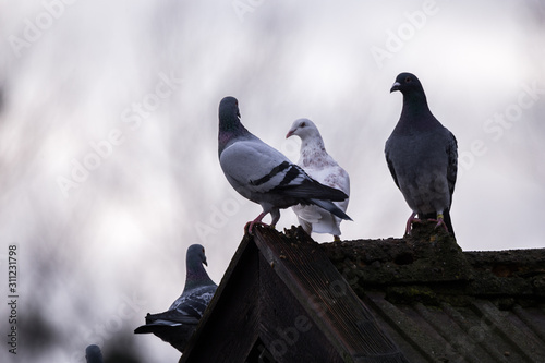 Pigeons Columba livia domestica standing on the edge of roof of a barn