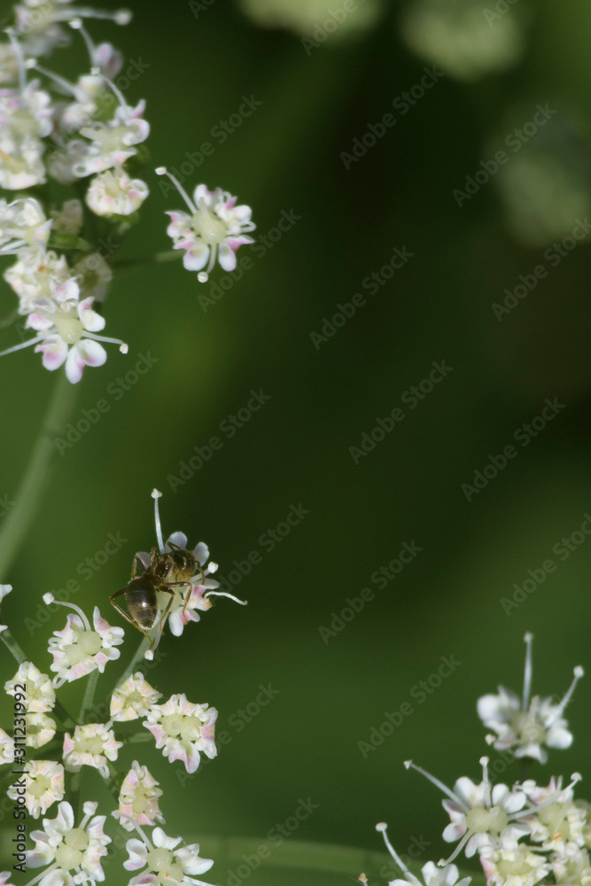 Fototapeta premium ants on a flower