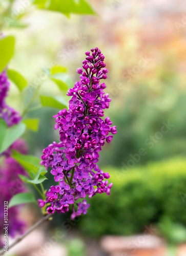 Purple lilac flowers on a blurred background.