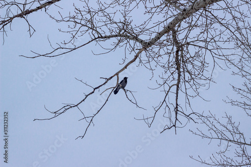 Crow on a birch. Silhouette of a tree with a crow in December. Silhouette of a raven on a tree branch isolated on a pale blue sky. A crow sits on a branch as a graphic silhouette pattern.