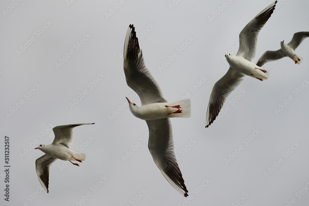 Obraz premium Four Common black headed gulls aloft over a ferry on the Dardanelles Turkey