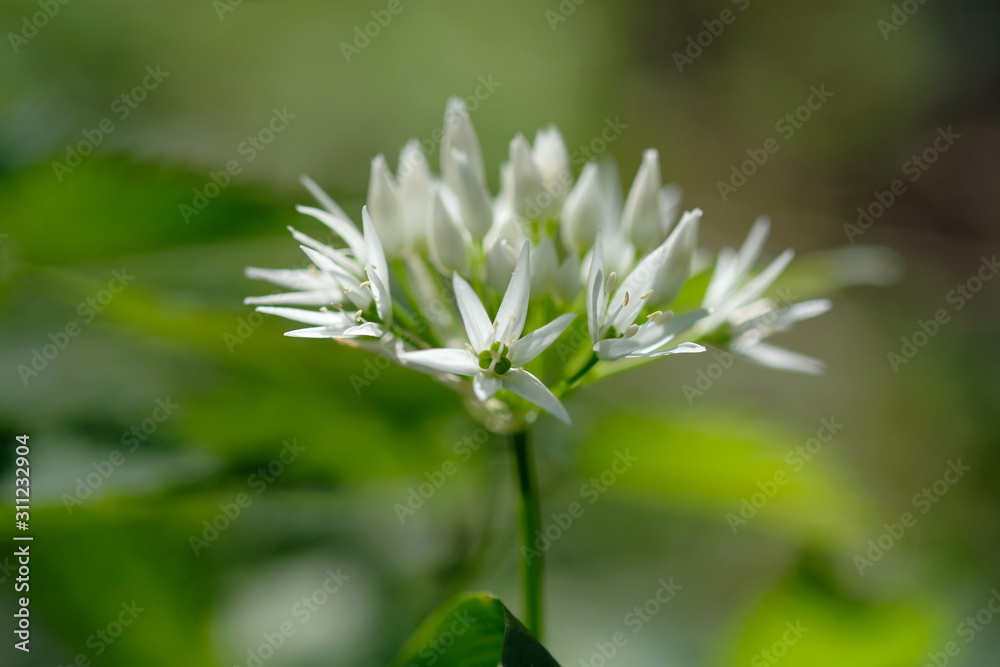 Blühender Bärlauch