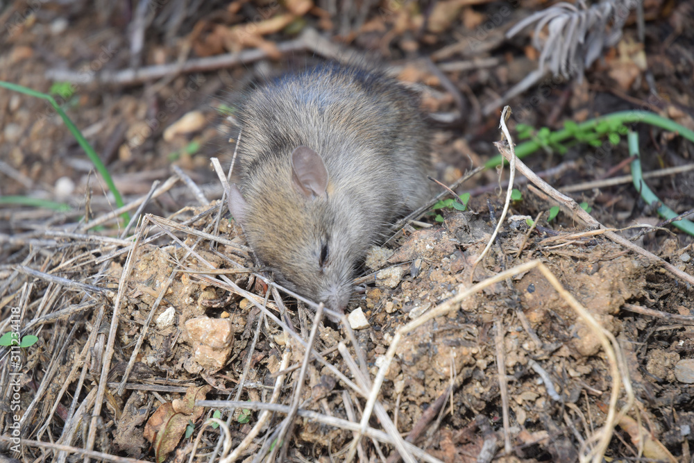 Rat des champs en train de manger Stock Photo Adobe Stock — free download