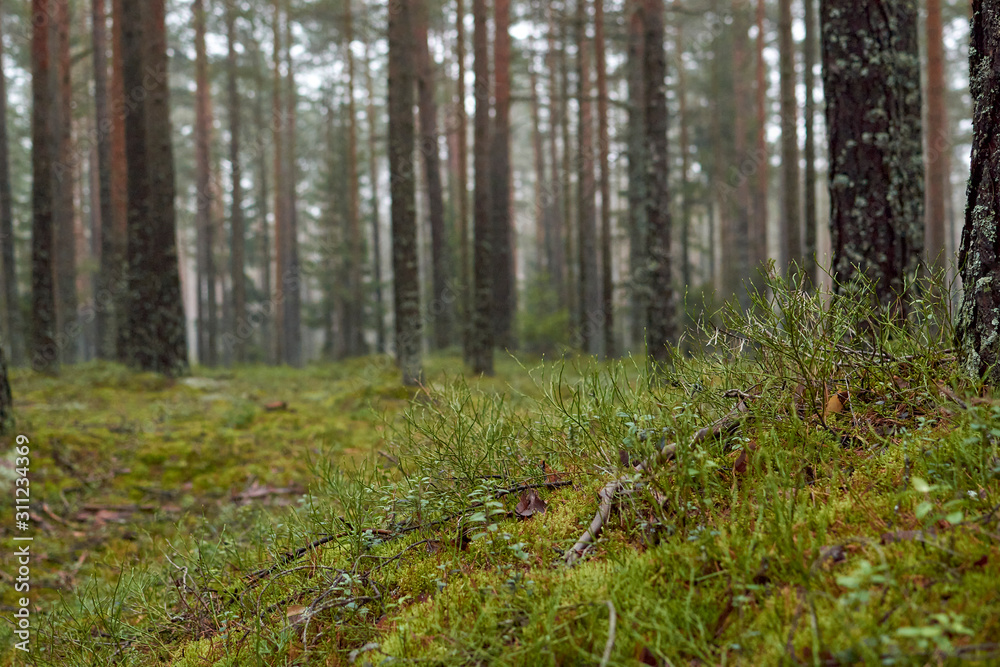 Fototapeta premium Cold forest