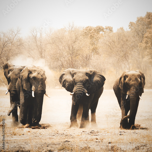 Photography A group of Bull elephants enjoy a dust bath in Khwai Botswana.