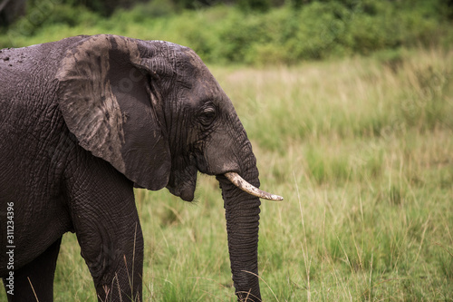 A large African elephant has refreshed itself in a puddle. Wet wrinkled skin Close up