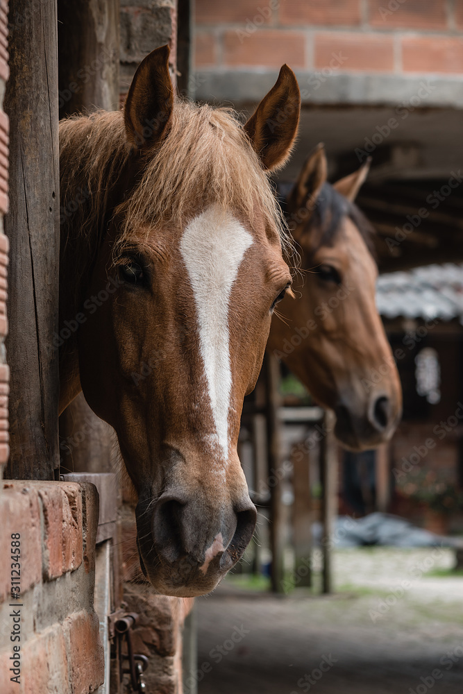 Fototapeta premium caballos asomados 1
