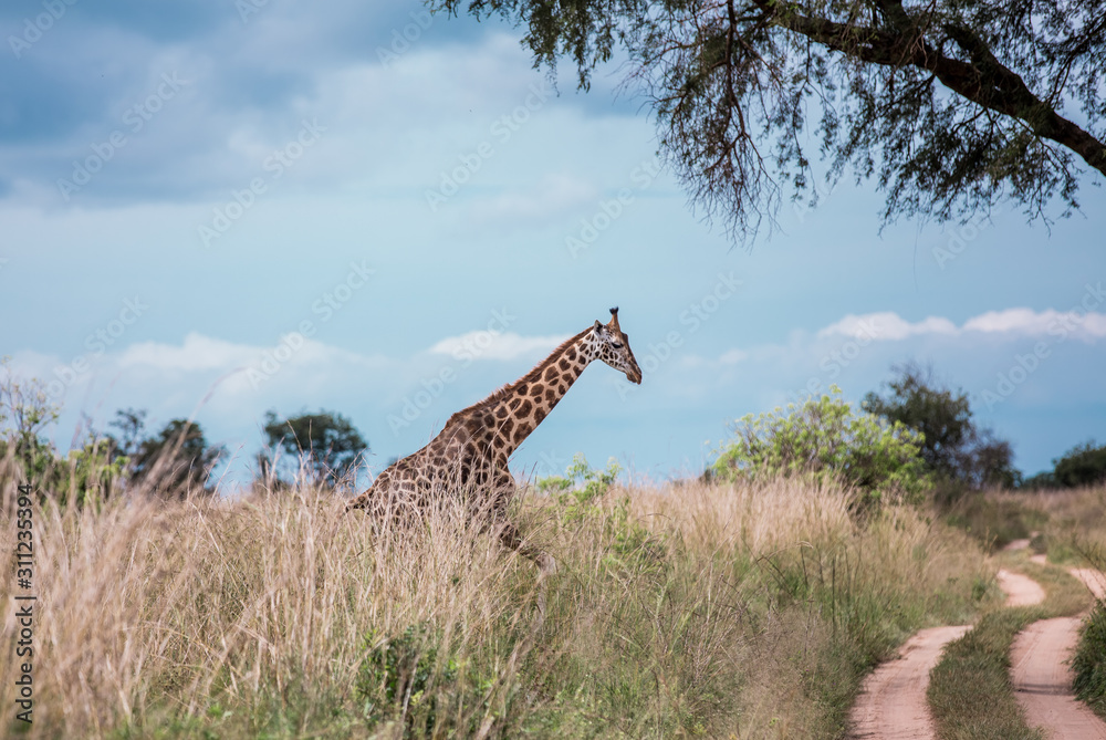 Fototapeta premium A beautiful giraffe runs across a road in the African Savannah against the blue sky and and yellow tall grass