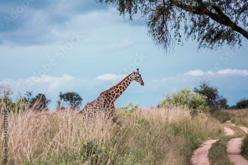 A beautiful giraffe runs across a road in the African Savannah against the blue sky and and yellow tall grass