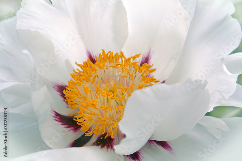 white camellia flower