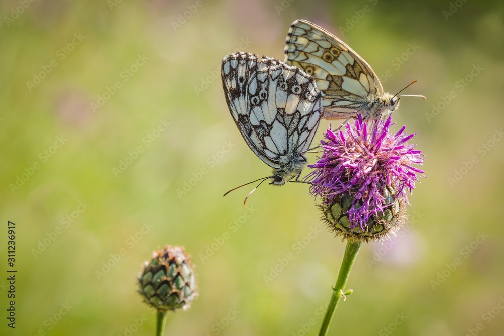 Obraz premium A couple of marbled white butterflies mating on purple knapweed flower on a summer sunny day. Blurry green, pink and yellow background.